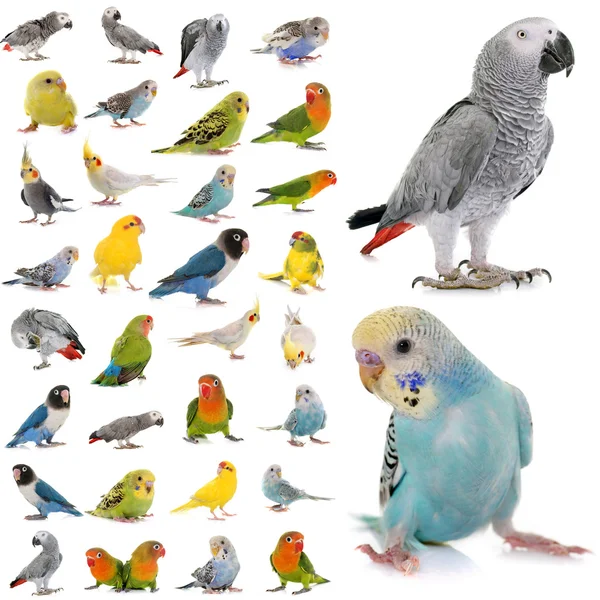 Group of parakeets and parrots — Stock Photo, Image