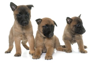 yavru çoban Belçikalı malinois