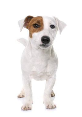 Genç jack russel terrier