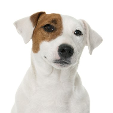 Genç jack russel terrier