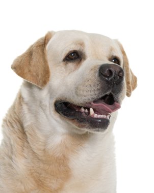 erkek labrador geri almak