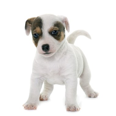 yavru jack russel terrier