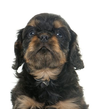 Yavru süvari Kral Charles