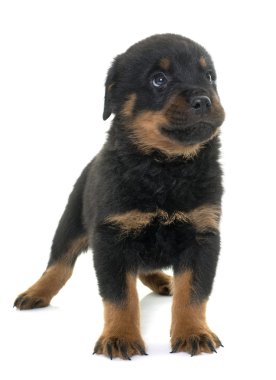 genç yavru rottweiler
