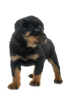 genç yavru rottweiler