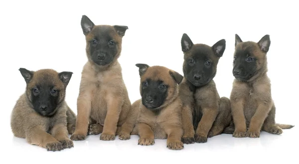 Belga juhászkutya-malinois kölykök — Stock Fotó