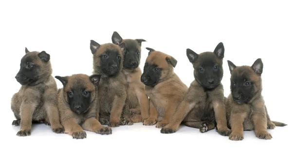 Puppies belgian shepherd malinois — Stock Photo, Image