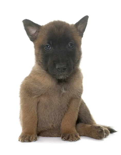 Yavru çoban Belçikalı malinois — Stok fotoğraf