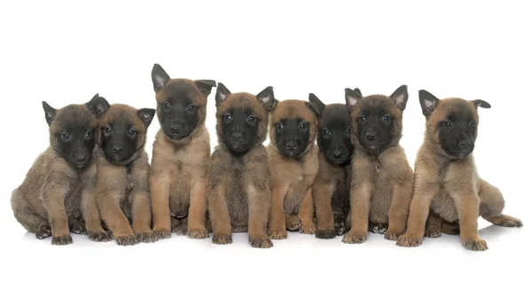 Cachorros pastor belga malinois — Fotografia de Stock