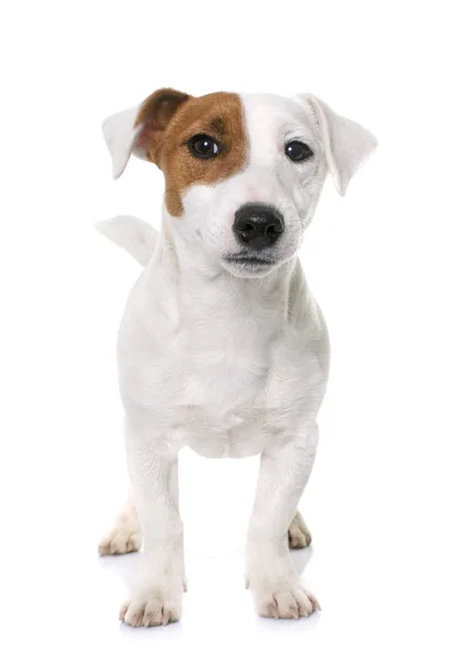Fiatal jack russel terrier — Stock Fotó