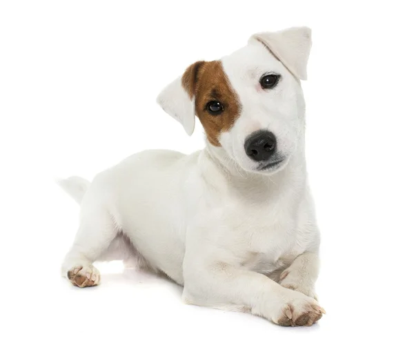 Genç jack russel terrier — Stok fotoğraf