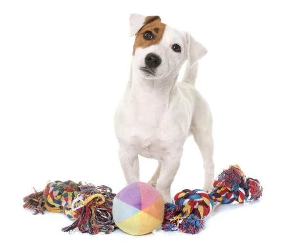 Genç jack russel terrier ve oyuncaklar — Stok fotoğraf