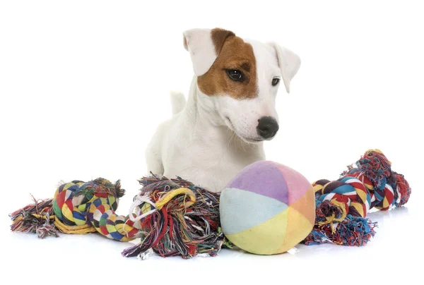 Giovane jack russel terrier e giocattoli — Foto Stock