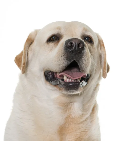 Male labrador retriever — Stock Photo, Image