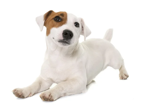 Young jack russel terrier — Stock Photo, Image