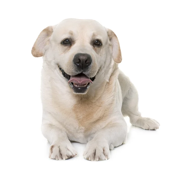 Macho labrador retriever — Fotografia de Stock