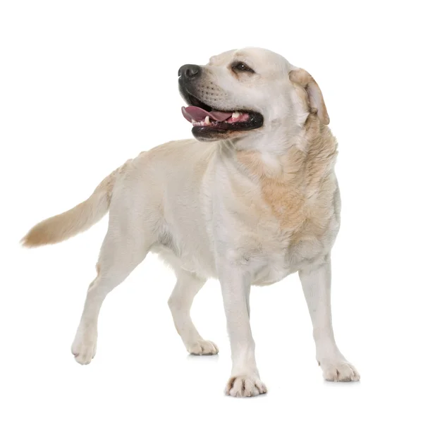 Male labrador retriever — Stock Photo, Image