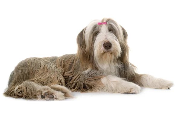 Vrouwelijke bearded collie — Stockfoto