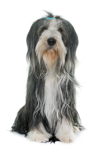 Kvinnliga bearded collie — Stockfoto