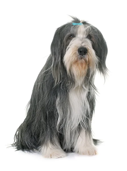 Kvinnliga bearded collie — Stockfoto