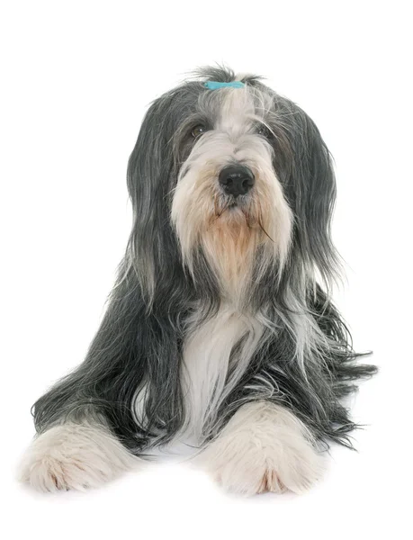 Vrouwelijke bearded collie — Stockfoto