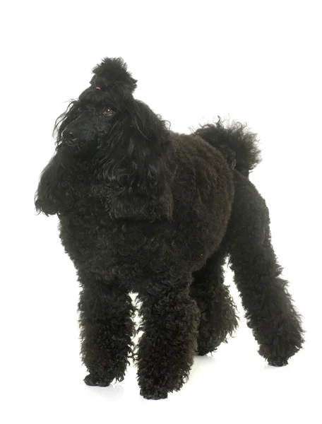 Poodle in studio — Stock Photo, Image