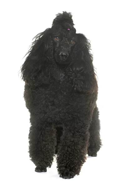 Poodle in studio — Stock Photo, Image