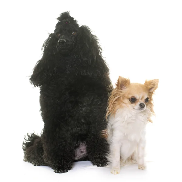 Poodle y chihuahua — Foto de Stock