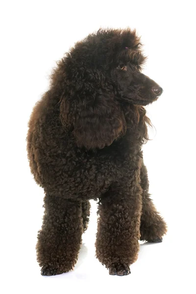 Poodle in studio — Stock Photo, Image