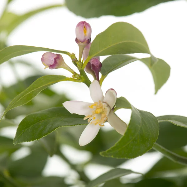Flower of lemon tree — Stock Photo, Image