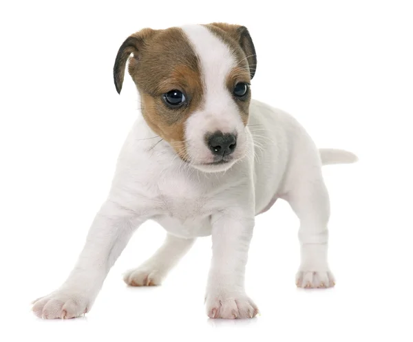 Puppy jack russel terrier — Stockfoto