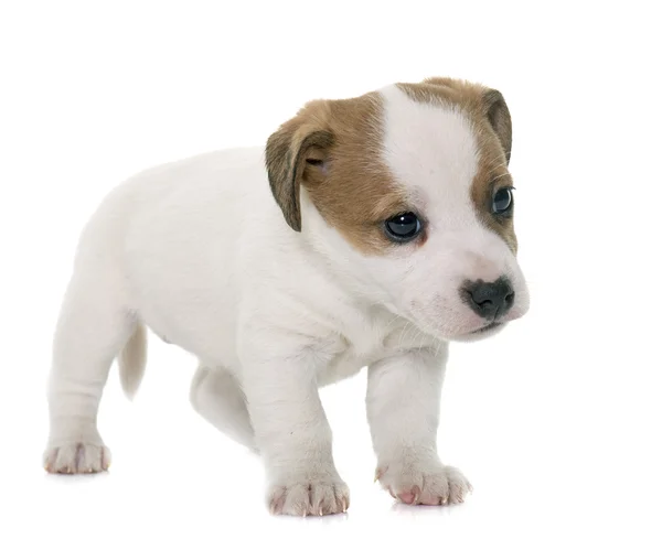 Welpe Jack Russel Terrier — Stockfoto