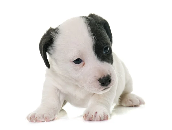 Puppy jack russel terrier — Stockfoto