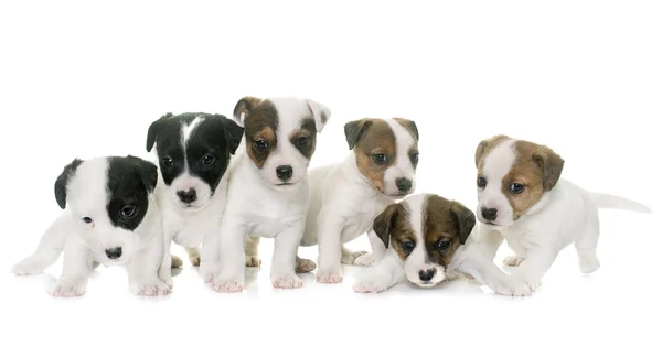 Chiots Jack Russel terrier — Photo