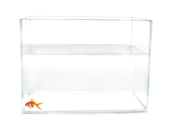 Kırmızı goldfish akvaryum — Stok fotoğraf