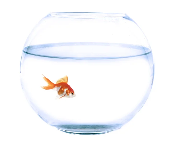 Fishbowl and goldfish in studio — Stock Photo, Image