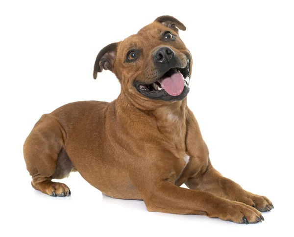 Stafforshire bull terrier — Stockfoto