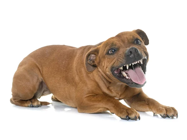 Aggressive stafforshire bull terrier — Stock Photo, Image