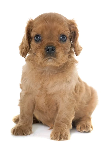 Cachorro caballero rey charles — Foto de Stock