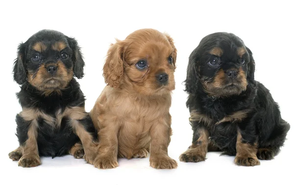 Puppies cavalier king charles — Stock Photo, Image