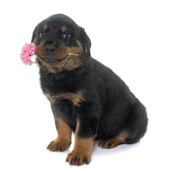 Jonge pup rottweiler en bloem — Stockfoto
