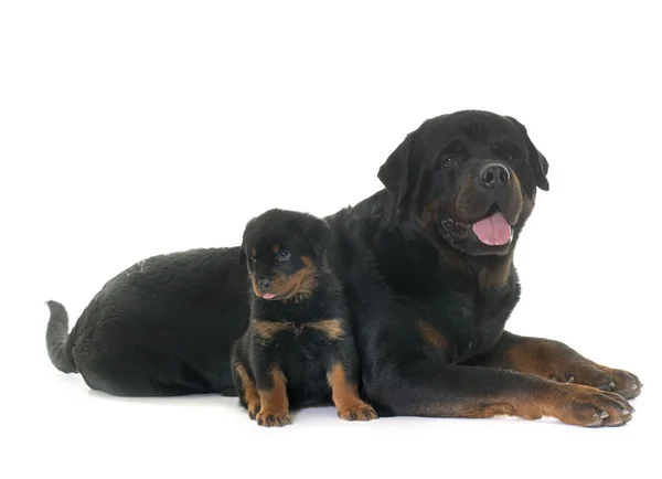 Yetişkin ve yavru rottweiler — Stok fotoğraf