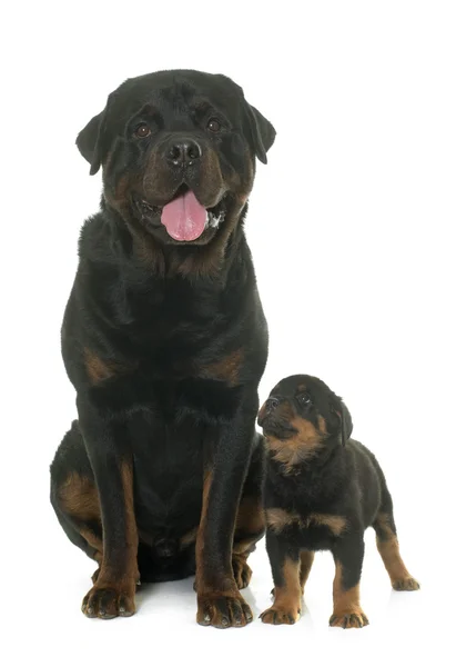 Volwassene en pup rottweiler — Stockfoto