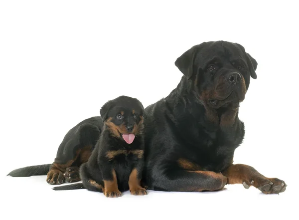 Erwachsene und welpen rottweiler — Stockfoto