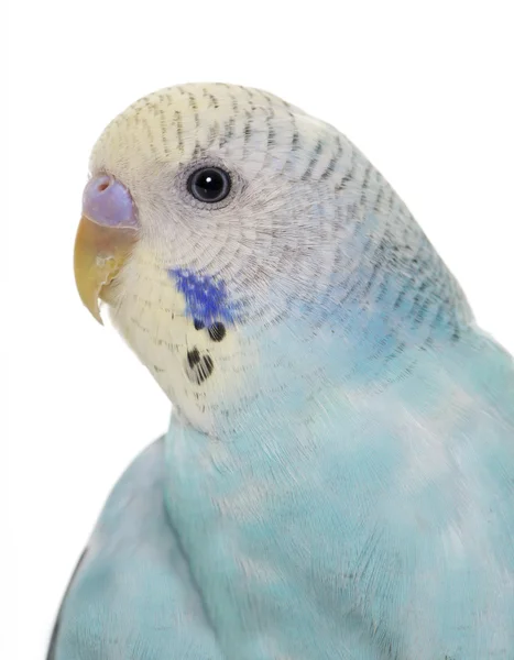 Jovem azul budgerigar — Fotografia de Stock