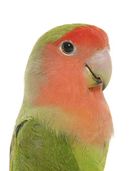 Pêssego enfrentado lovebird — Fotografia de Stock