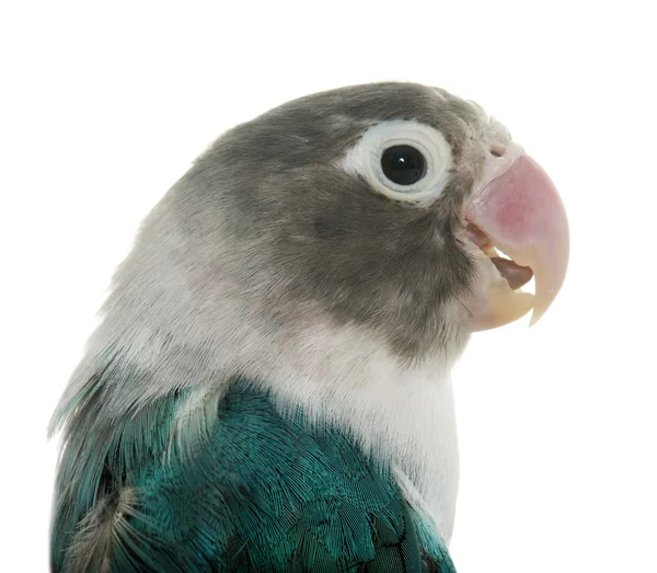 Blue masqued lovebird — Stock Photo, Image