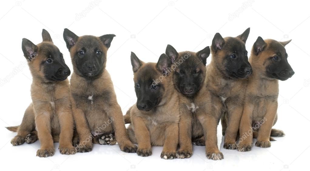 Puppies belgian shepherd malinois Stock Photo by ©cynoclub 105540616 Puppies belgian shepherd malinois Stock Photo by ©cynoclub 105540616