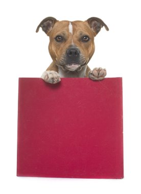 Stafforshire boğa korkunç kutusunda