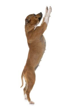 Stafforshire boğa korkunç